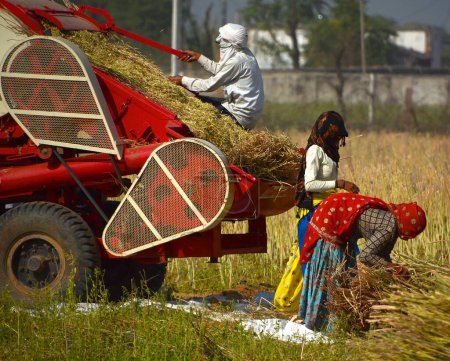 Téléchargez les photos : RURAL RAJASTHAN INDIA - 02 15 2023 : Agriculteurs indiens travaillant dans les champs pour récolter la moutarde. La culture de la moutarde en Inde est le quatrième producteur mondial d'huile de moutarde - en image libre de droit