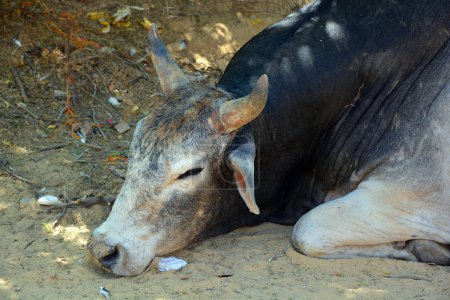 Foto de Vaca india en la calle. La vaca es un animal sagrado en la India. Jaipur, Rajastán, India - Imagen libre de derechos