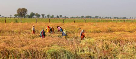 Foto de RURAL RAJASTHAN INDIA - 02 15 2023: Agricultores indios trabajando en el campo para cosechar mostaza. El cultivo de mostaza en la India es el cuarto mayor productor de aceite de mostaza en el mundo - Imagen libre de derechos