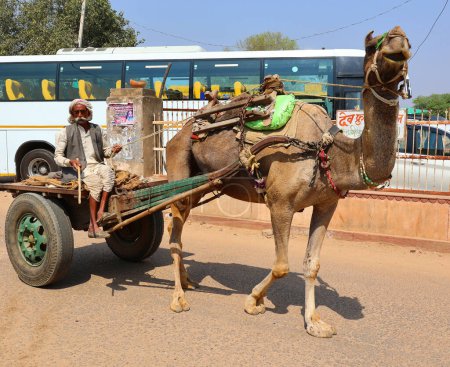 Téléchargez les photos : RURAL RAJASTHAN INDIA - 03 01 2023 : Agriculteur rural sur un chariot, un chameau conduit le chariot - en image libre de droit
