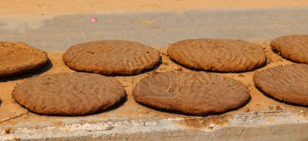 Photo for Cow dung cakes popularly from Gujarat and are being used as alternative fuel for cooking in India. - Royalty Free Image