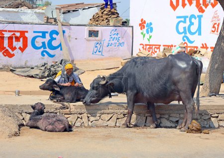 Téléchargez les photos : RURAL RAJASTHAN INDIA - 02 15 2023 : Pauvre agriculteur avec taureau et veau sur le bord de la route - en image libre de droit