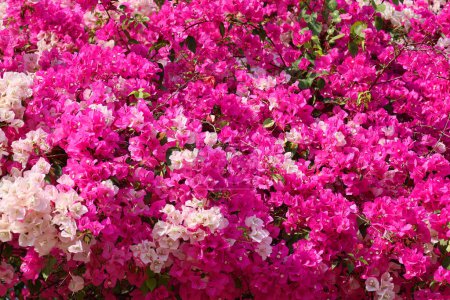 Bougainvillea is a genus of thorny ornamental vines, bushes, and trees belonging to the four o' clock family, Nyctaginaceae.