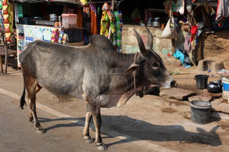 Photo for ORCCHA MADHYA PRADESH - 03 03 2023: Bull walking on the road, Indian cow in the street. Cow is a sacred animal in India. - Royalty Free Image