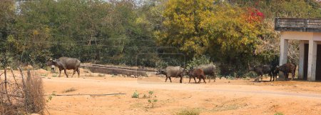 Photo for A herd of water buffaloes walking along the road. - Royalty Free Image