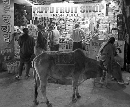 Téléchargez les photos : KHAJURAHO MADYHA PRADESH INDIA - 03 03 2023 : Vendeur de souvenirs de rue et vache sacrée indienne - en image libre de droit