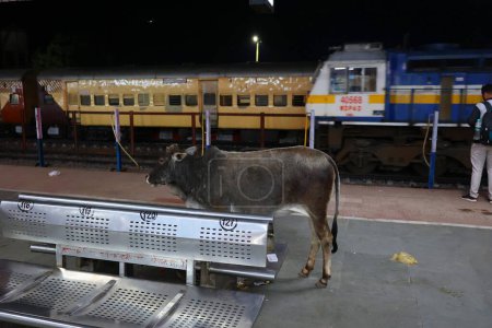 Foto de KHAJURAHO INDIA - 03 03 2023: Vaca caminando sobre la plataforma de la estación de tren de Khajuraho Junction en busca de comida - Imagen libre de derechos