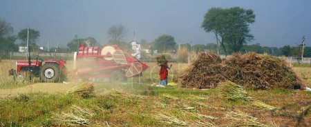 Téléchargez les photos : RURAL RAJASTHAN INDIA - 02 15 2023 : Agriculteurs indiens travaillant dans les champs pour récolter la moutarde. La culture de la moutarde en Inde est le quatrième producteur mondial d'huile de moutarde - en image libre de droit