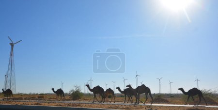 Téléchargez les photos : RURAL RAJASTHAN INDIA - 02 13 2023 : Des chameaux devant les eoliennes dans le désert de Thar Rajasthan - en image libre de droit