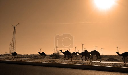 Foto de RURAL RAJASTHAN INDIA - 02 13 2023: Camellos frente a Eoliennes en el desierto de Thar Rajastán - Imagen libre de derechos