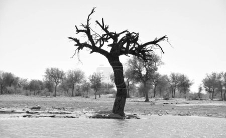 Foto de Árbol muerto en el lago Gadisar. Depósito de agua artificial con templos en Jaisalmer. Rajastán. India - Imagen libre de derechos
