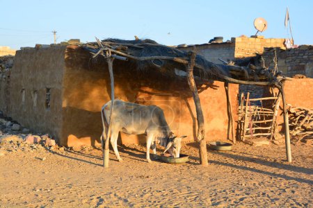 Téléchargez les photos : Cattles shearching food in the Thar desert Jaisalmer Rajasthan India, Indian cow in the street. La vache est un animal sacré en Inde. - en image libre de droit