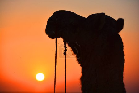 Photo for Camel silhouette in the Thar desert at sunset Jaisalmer. Rajasthan. India - Royalty Free Image