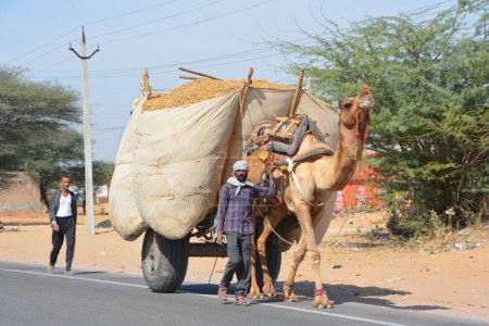 Photo for RURAL RAJASTHAN INDIA - 03 01 2023: Rural male farmer on a cart of hay for cattles, a camel is driving the cart - Royalty Free Image