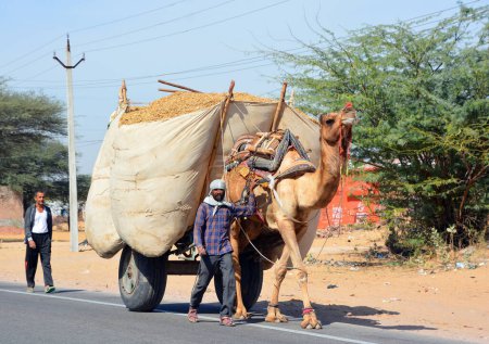 Téléchargez les photos : RURAL RAJASTHAN INDIA - 03 01 2023 : Fermier rural sur un chariot de foin pour les bovins, un chameau conduit le chariot - en image libre de droit