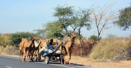 Foto de RURAL RAJASTHAN INDIA - 03 01 2023: Campesino rural en un carro de heno para ganado vacuno, un camello conduce el carro - Imagen libre de derechos
