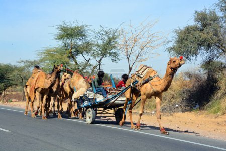 Téléchargez les photos : RURAL RAJASTHAN INDIA - 03 01 2023 : Fermier rural sur un chariot de foin pour les bovins, un chameau conduit le chariot - en image libre de droit