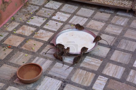 Téléchargez les photos : Rats dans le temple Shri Karni Mata à Deshnoke dans l'état du Rajasthan en Inde - en image libre de droit