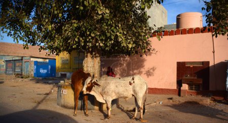 Téléchargez les photos : RURAL RAJASTHAN INDIA - 02 18 2023 : Cattles marchant sur la route - en image libre de droit