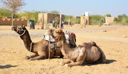 Photo for Camels, faces while waiting for tourists for camel ride at Thar desert, Rajasthan, India. Camels, Camelus dromedarius, are large desert animals who carry tourists on their backs. - Royalty Free Image