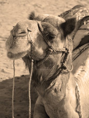 Téléchargez les photos : Camel, visage en attendant les touristes pour une promenade à dos de chameau dans le désert de Thar, Rajasthan, Inde. Les chameaux, Camelus dromedarius, sont de grands animaux du désert qui transportent des touristes sur leur dos. - en image libre de droit