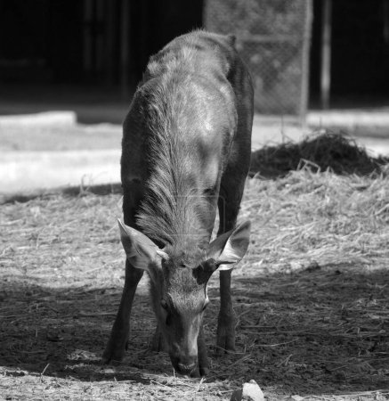 Foto de El Pato Negro (Antilope cervicapra), también conocido como el antílope indio, es un antílope nativo de la India y Nepal. Habita llanuras herbáceas y áreas poco boscosas con fuentes de agua perennes. - Imagen libre de derechos