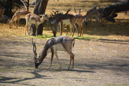 Téléchargez les photos : Le Blackbuck (Antilope cervicapra), également connu sous le nom d'antilope indienne, est une antilope originaire de l'Inde et du Népal. Il habite les plaines herbeuses et les zones légèrement boisées avec des sources d'eau vivaces. - en image libre de droit