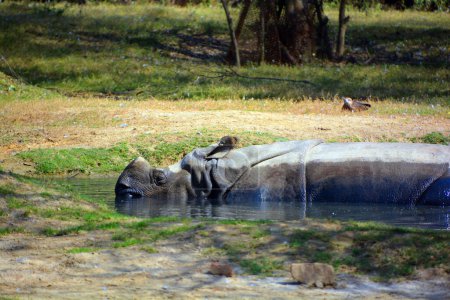 Téléchargez les photos : Le Rhinocéros d'Inde (Rhinoceros unicornis) est aussi appelé Rhinocéros à cornes et Rhinocéros à cornes d'Asie et appartient à la famille des Rhinocéros. - en image libre de droit