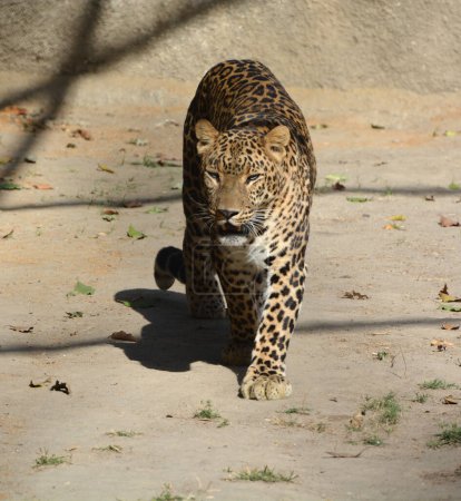 Photo for Asiatic leopard remain elusive in the parks of India and Sri Lanka, due to the lack of other dominant predators leopards are easier to spot hunting their prey in Asia than their African counterparts - Royalty Free Image
