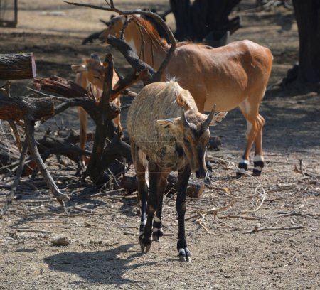 Foto de El nilgai o "vaca azul"; Boselaphus tragocamelus es el antílope asiático más grande y es endémico del subcontinente indio.. - Imagen libre de derechos