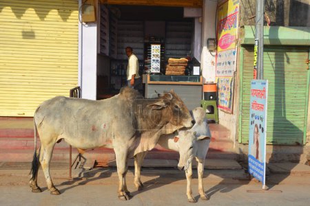 Foto de RURAL RAJASTHAN INDIA - 03 01 2023: Cattles walking on the road, Indian cow in the street. La vaca es un animal sagrado en la India. - Imagen libre de derechos