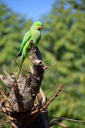 Photo for Plum headed parakeet or Psittacula cyanocephala portrait. Beautiful Indian ring necked green color bird Parrot - Royalty Free Image
