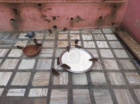 Photo for Rats in Shri Karni Mata temple in Deshnoke in Rajasthan state in India - Royalty Free Image
