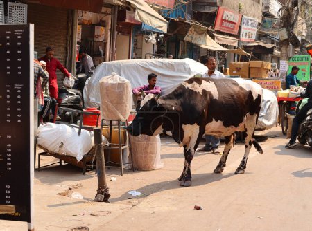 Photo for BIKANER RAJASTHAN INDIA - 02 13 2023: Cow walking on the street and on the main road with traffic - Royalty Free Image