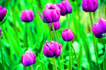 Foto de Tulipanes es una planta perenne, bulbosa con flores vistosas en el género Tulipa, de las cuales hasta 109 especies - Imagen libre de derechos