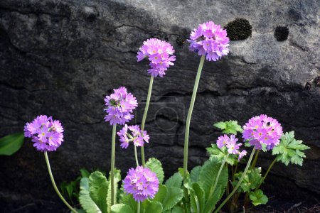 Téléchargez les photos : Primula capitata, communément appelée onagre à tête ronde ou onagre asiatique, est une espèce de plante de la famille des Primulaceae.. - en image libre de droit