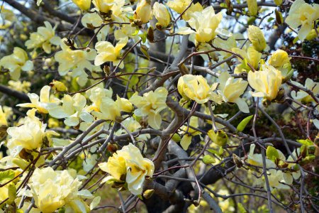 Foto de Magnolia tree flower es un género de plantas con flores perteneciente a la familia Magnoliaceae. Lleva el nombre del botánico francés Pierre Magnol. - Imagen libre de derechos