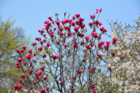 Téléchargez les photos : Magnolia tree flower est un genre de plantes de la sous-famille des Magnolioideae. Il doit son nom au botaniste français Pierre Magnol. - en image libre de droit
