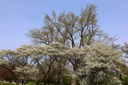 Foto de Magnolia tree flower es un género de plantas con flores perteneciente a la familia Magnoliaceae. Lleva el nombre del botánico francés Pierre Magnol. - Imagen libre de derechos