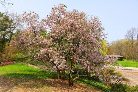 Téléchargez les photos : Magnolia tree flower est un genre de plantes de la sous-famille des Magnolioideae. Il doit son nom au botaniste français Pierre Magnol. - en image libre de droit