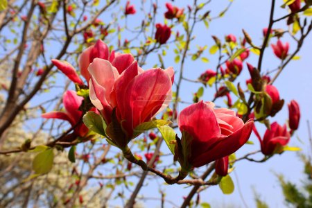 Photo for Magnolia tree flower is a large genus of about 210 flowering plant species in the subfamily Magnolioideae of the family Magnoliaceae. It is named after French botanist Pierre Magnol. - Royalty Free Image