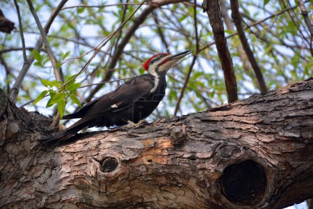 Photo for Pileated woodpecker is a large, mostly black woodpecker native to North America. An insectivore it inhabits deciduous forests in eastern North America, the Great Lakes and the boreal forests of Canada - Royalty Free Image