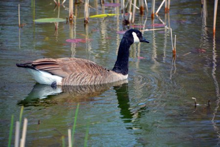 Foto de Canada goose is a large wild goose species with a black head and neck, white patches on the face, and a brown body. - Imagen libre de derechos