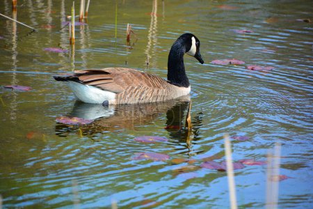 Téléchargez les photos : Canada goose is a large wild goose species with a black head and neck, white patches on the face, and a brown body. - en image libre de droit