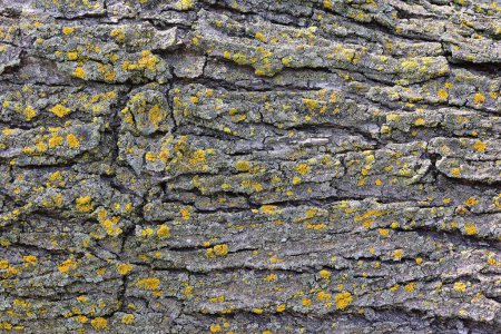Téléchargez les photos : The bark of the tree, the texture of the wood, overgrown with moss. The bark of a thick deciduous tree can be seen as a delicate layer of moss which gives a greenish color. - en image libre de droit