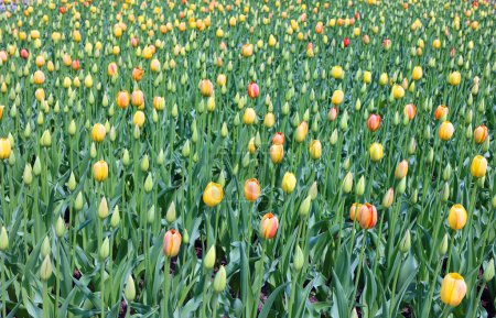 Foto de Antes de la floración tulipanes es una planta perenne, bulbosa con flores llamativas en el género Tulipa, de las cuales hasta 109 especies - Imagen libre de derechos