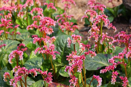Photo for Bergenia crassifolia is a species of flowering plant of the genus Bergenia in the family Saxifragaceae. Common names heart-leaved, heartleaf, leather, winter-blooming, elephant-ears bergania - Royalty Free Image