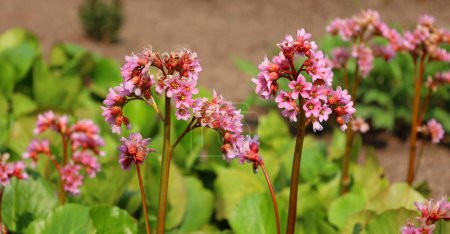 Bergenia crassifolia is a species of flowering plant of the genus Bergenia in the family Saxifragaceae. Common names heart-leaved, heartleaf, leather, winter-blooming, elephant-ears bergania
