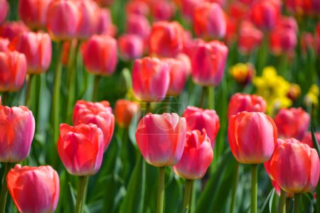 Foto de Tulipanes es una planta perenne, bulbosa con flores vistosas en el género Tulipa, de las cuales hasta 109 especies - Imagen libre de derechos