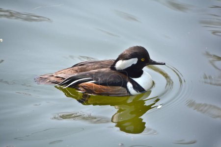 Photo for The male hooded merganser (Lophodytes cucullatus) is a species of fish-eating duck in the subfamily Anatinae. It is the only extant species in the genus Lophodytes. - Royalty Free Image